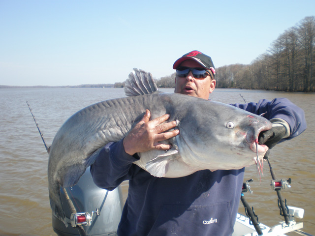 James River Catfishing Guide - Guide Service for Blue Catfish on the James  River - Catfishing on the James River -Catfishing Guides of Virginia -River  Cat'n Guide Service
